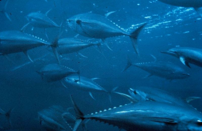 A school of bluefin tuna/